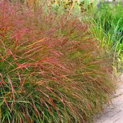 Просо ШЕНАНДО прутьевидное в Солигорске