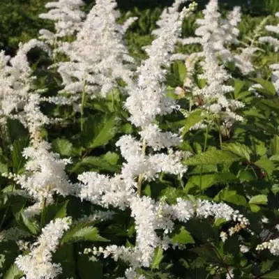 Астильба ДОЙЧЛАНД японская в Солигорске