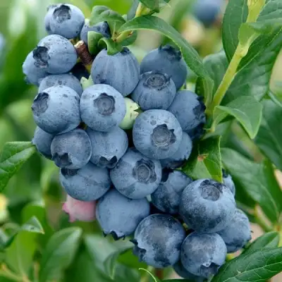 Голубика ХАРДИБЛЮ в Солигорске