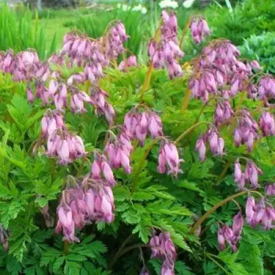 Дицентра изящная в Солигорске