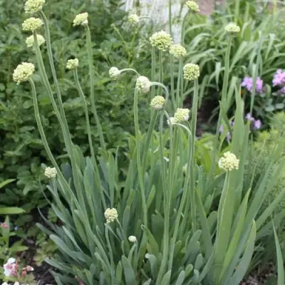 Лук слизун в Солигорске