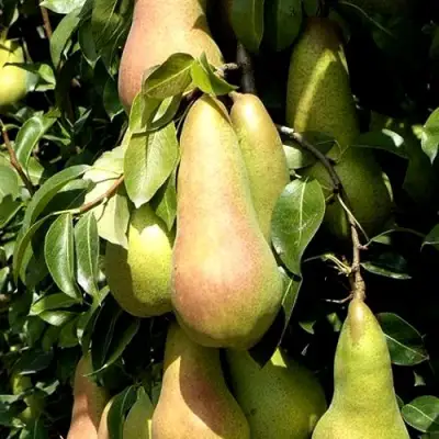 Груша КОНКОРД в Солигорске