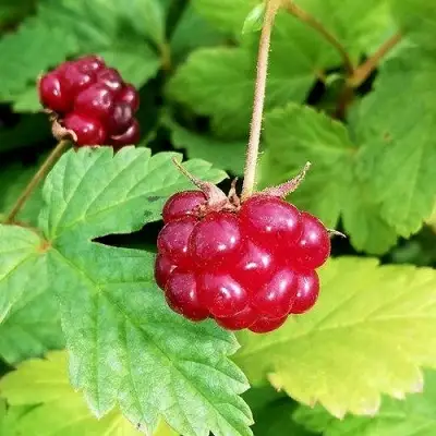 Княженика АННА в Солигорске