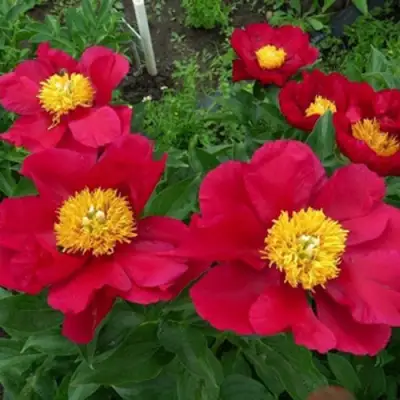 Пион АМЕРИКА травянистый в Солигорске