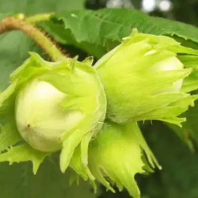 Фундук КАТАЛОНСКИЙ в Солигорске