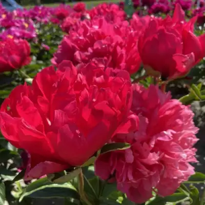 Пион БЕЛГРАВИЯ травянистый в Солигорске