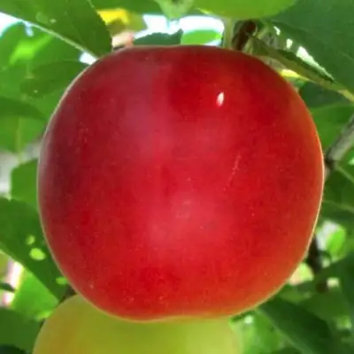 Плумкот БИРИКОККОЛО БОЛОГНЕС в Солигорске