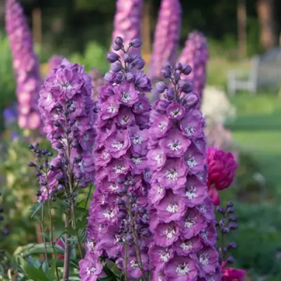 Дельфиниум ДЕЛЬФИС ПИНК ПАУЭ высокий в Солигорске