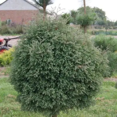 Туя вересковидная в Солигорске
