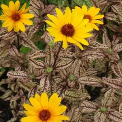 Гелиопсис САММЕР ПИНК в Солигорске