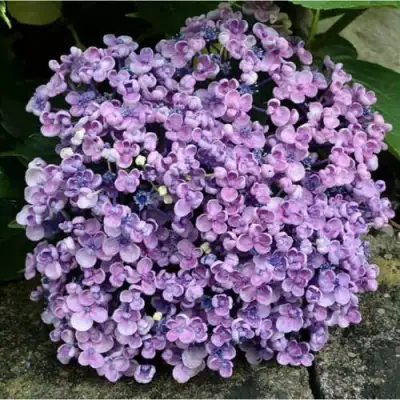Гортензия АИША крупнолистная  в Солигорске