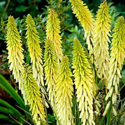 Книфофия ЛИТТЛ МЕЙД гибридная в Солигорске