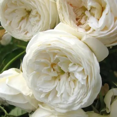 Роза АРТЕМИС шраб в Солигорске