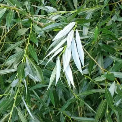 Ива ломкая  в Солигорске