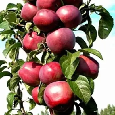 Яблоня МОСКОВСКОЕ ОЖЕРЕЛЬЕ колонновидная в Солигорске