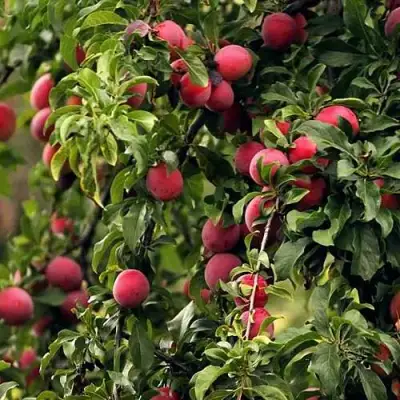 Слива КЛЕОПАТРА в Солигорске