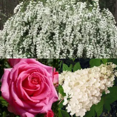 Комплект ВЕЧНАЯ КЛАССИКА в Солигорске