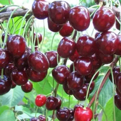 Черешня ОВСТУЖЕНКА в Солигорске