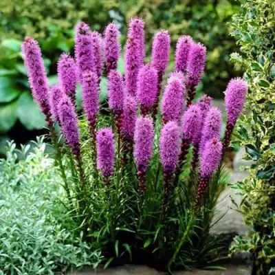 Лиатрис РОЗЕА колосковая в Солигорске