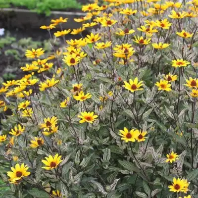 Гелиопсис САММЕР ПИНК в Солигорске