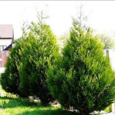 Туя АТРОВИРЕНС складчатая в Солигорске