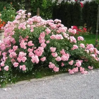 Роза БОНИКА флорибунда в Солигорске