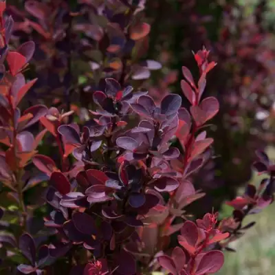 Барбарис ХЕЛМОНД ПИЛЛАР тунберга в Солигорске
