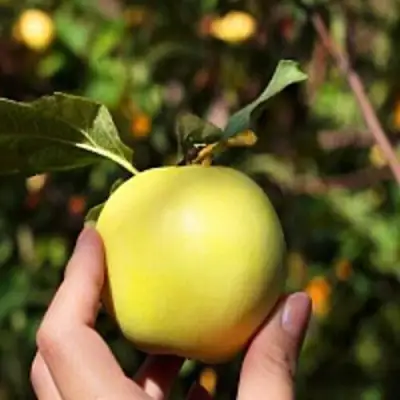 Яблоня РОССИЯНКА в Солигорске