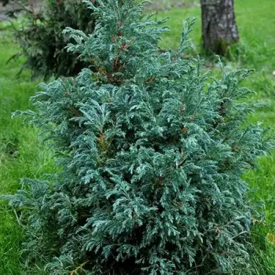 Кипарисовик БЕБИ БЛЮ горохоплодный в Солигорске