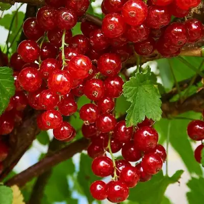 Смородина красная НАТАЛИ в Солигорске