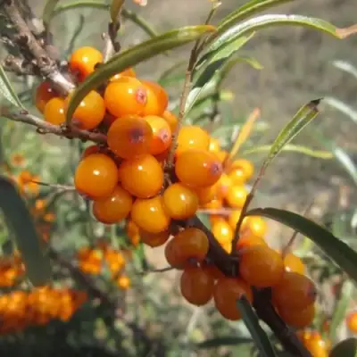 Облепиха СУДАРУШКА в Солигорске