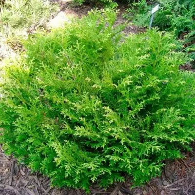 Туевик НАНА долотовидный  в Солигорске