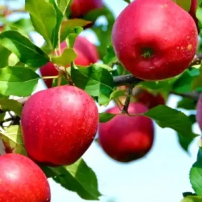 Яблоня МОДИ в Солигорске