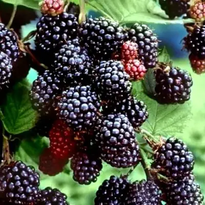 Ежевика ЭВЕРГРИН бесшипная  в Солигорске