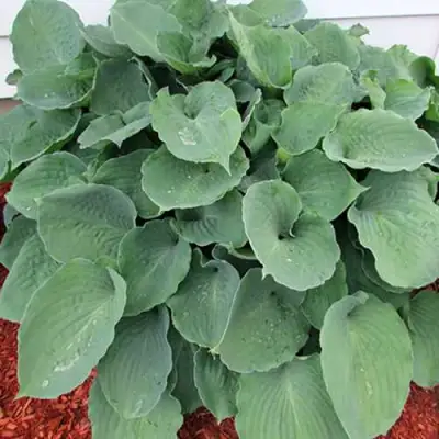 Хоста МУНЛАЙТ СОНАТА гибридная в Солигорске