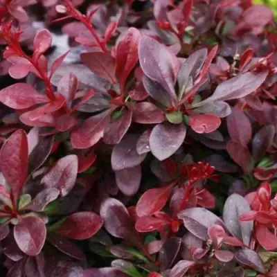 Барбарис АТРОПУРПУРЕА НАНА тунберга в Солигорске