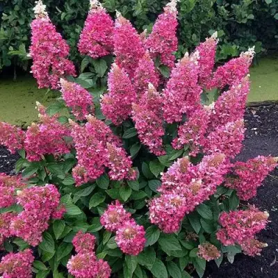 Гортензия МЕГА МИНДИ метельчатая в Солигорске