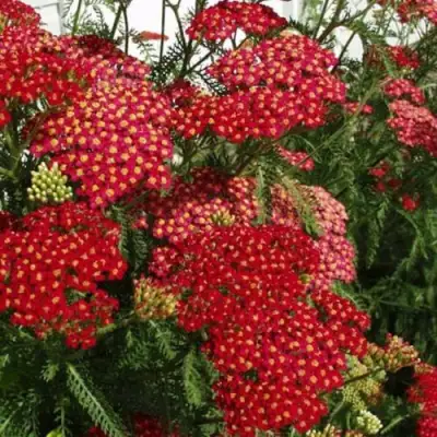 Тысячелистник ПАПРИКА обыкновенный в Солигорске