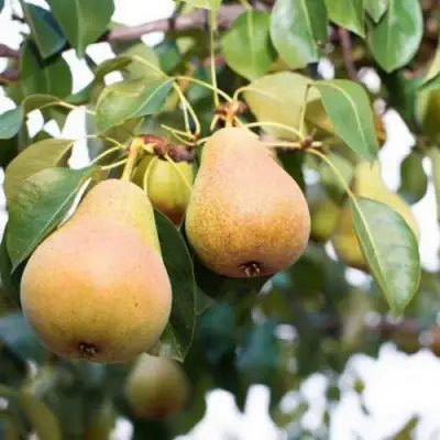 Груша ВЫСТАВОЧНАЯ в Солигорске