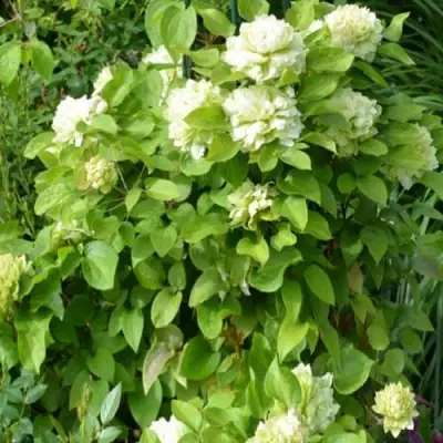 Клематис КОХАНА в Солигорске