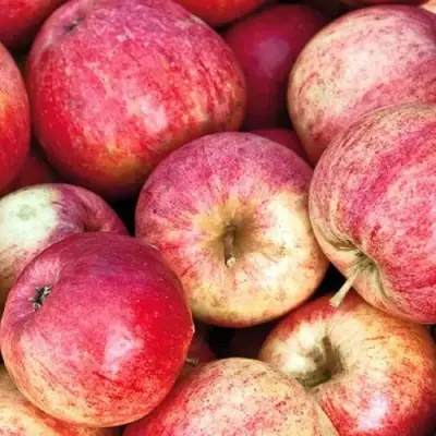 Яблоня ШТРИФЕЛЬ в Солигорске