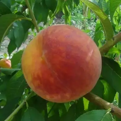 Персик ВАЙН ГОЛД Т3 в Солигорске