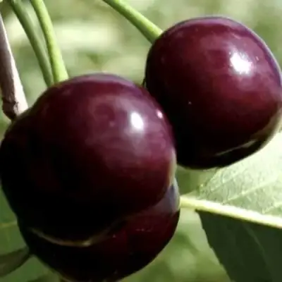 Дюк КСЕНИЯ (ЧЕРЕВИШНЯ) в Солигорске