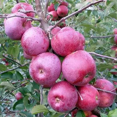 Яблоня ФЛОРИНА в Солигорске