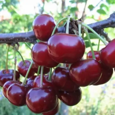 Вишня НОРД СТАР в Солигорске