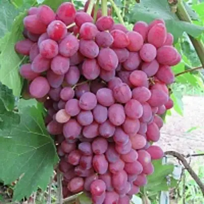 Виноград КИШМИШ ВЕЛЕС в Солигорске