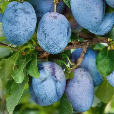 Слива ОДА в Солигорске