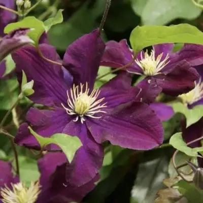 Клематис ГЕРОИ ВАРШАВЫ в Солигорске