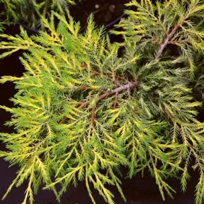 Можжевельник КИНГ ОФ СПРИНГ средний в Солигорске