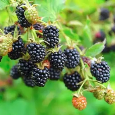 Ежевика АПАЧИ бесшипная  в Солигорске